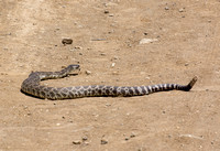 Southern Pacific Rattlesnake - Crotalus oreganus helleri