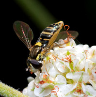Flower fly - Sphaerophoria sulphuripes
