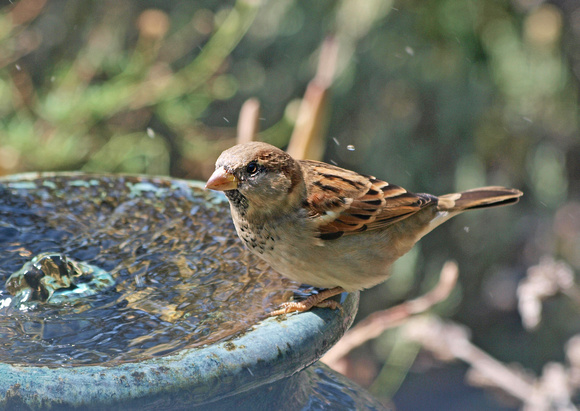House Sparrow - Passer domesticus (male, fall)