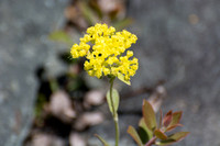 Sulphur Buckwheat - Eriogonum umbellatum