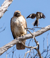Red-tailed harassed by Mockingbird