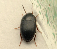 Darkling beetle - Gondwanocrypticus platensis