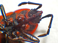 Red bug - Scantius aegyptius
