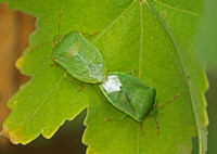 Southern green stink bug - Nezara viridula
