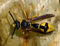 Potter wasp 2 - Eumenes crucifera