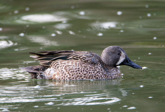 Blue-winged Teal - Spatula discors