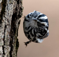 Black-and-white Warbler - Mniotilta varia