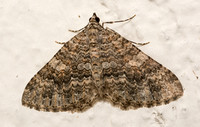 Geometrid Moth - Archirhoe neomexicana