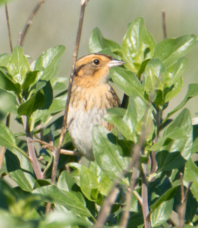 Nelson's Sparrow - Ammodramus nelsoni