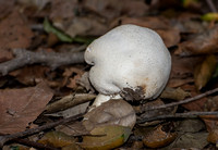 Fungi - Unidentified sp