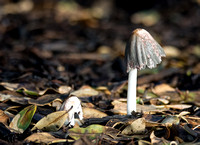 Fungi - Unidentified sp