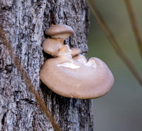 Oyster Mushroom - Pleurotus ostreatus