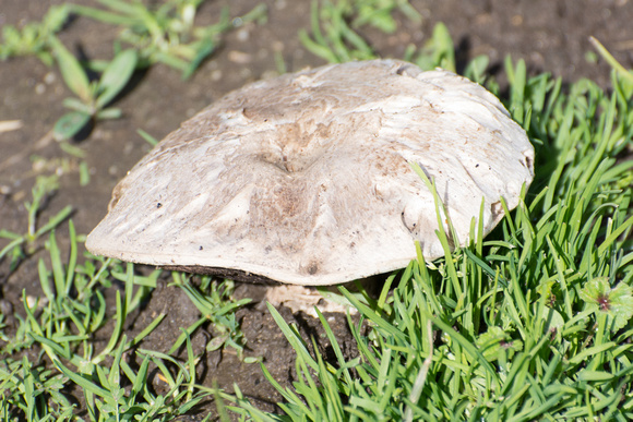 Gilled mushroom - Agaricus sp