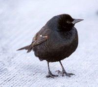 Tricolored Blackbird - Agelaius tricolor