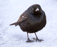 Tricolored Blackbird - Agelaius tricolor