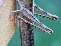 Parts of the leg