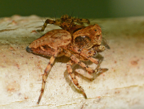 Western Lynx Spider- Oxyopes scalaris