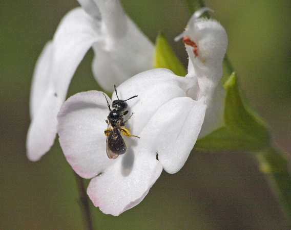 Small carpenter bee - Ceratina sp. (Subgenus Zadontomerus)