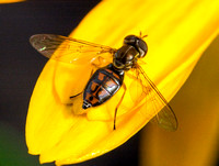 Flower fly - Toxomerus marginatus