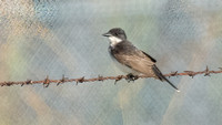 Eastern Kingbird - Tyrannus tyrannus