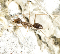 Longhorn Crazy Ant  - Paratrechina longicornis