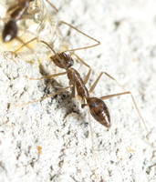 Longhorn Crazy Ant  - Paratrechina longicornis