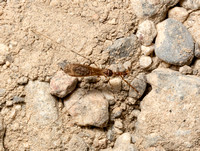 Thread-legged bug - Stenolemoides arizonensis