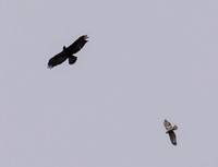 Golden Eagle - Aquila chrysaetos and Red-tailed Hawk - Buteo jamaicensis
