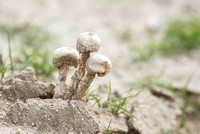 Gilled mushroom - Tulostoma sp.