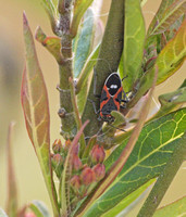 Small milkweed bug - Lygaeus kalmii