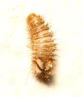 Carpet beetle - Anthrenus sp.,