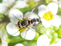 Tachnid fly - Clausicella setigera