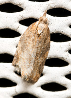 Tortricid Leafroller Moth - Unidentified sp