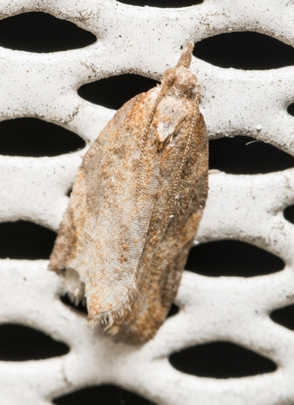Tortricid Leafroller Moth - Unidentified sp