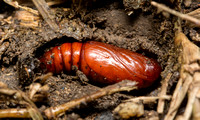 Armyworm - Mythimna unipuncta?