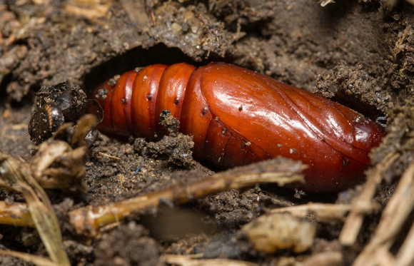 Armyworm - Mythimna unipuncta?