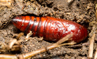 Armyworm - Mythimna unipuncta ?