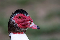Muscovy Duck - Cairina moschata