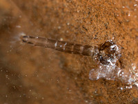 Midge - Unidentified sp (larva)