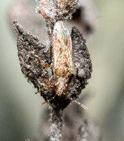 Seed bug - Xyonysius sp.