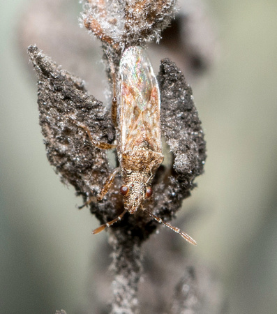 Seed bug - Xyonysius sp