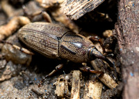 Billbug - Sphenophorus venatus