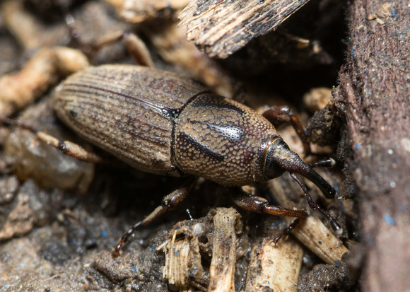 Billbug - Sphenophorus venatus