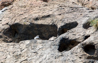 Peregrine Falcon - Falco peregrinus on Morro Rock