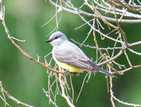 Western Kingbird - Tyrannus verticalis