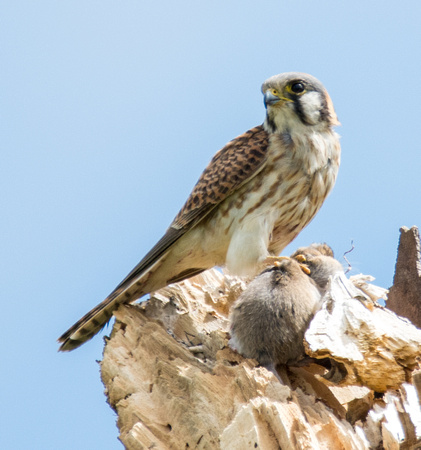 American Kestrel - Falco sparverius eating Botta's pocket gopher - Thomomys bottae
