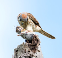 American Kestrel - Falco sparverius eating Botta's pocket gopher - Thomomys bottae