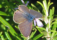 Langs short-tailed blue - Leptotes pirithous