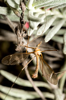 Crane fly - Tipula (triplicitipula) praecisa