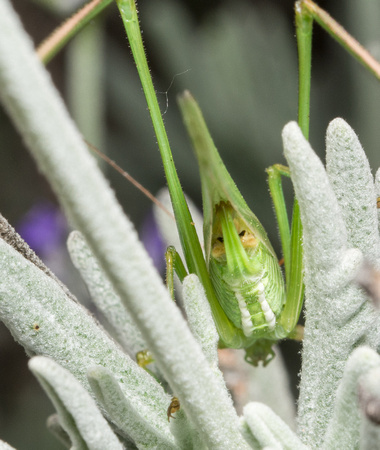 Mexican bush katydid - Scudderia mexicana